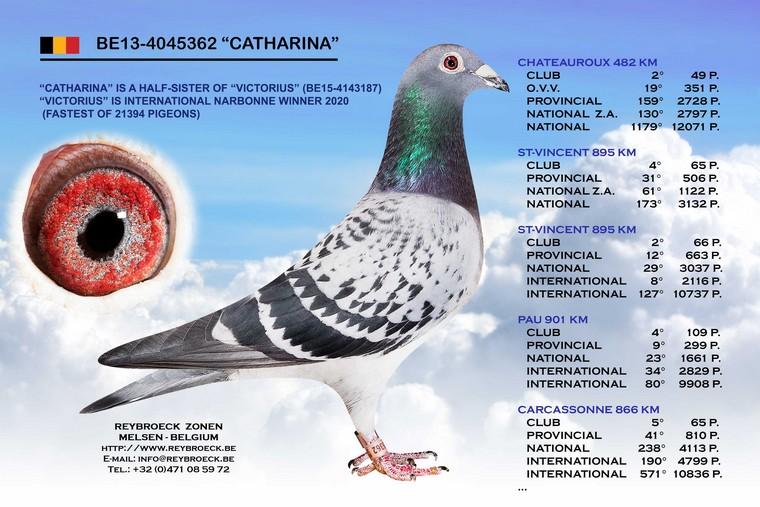 «CATHARINA» BE13-4045362