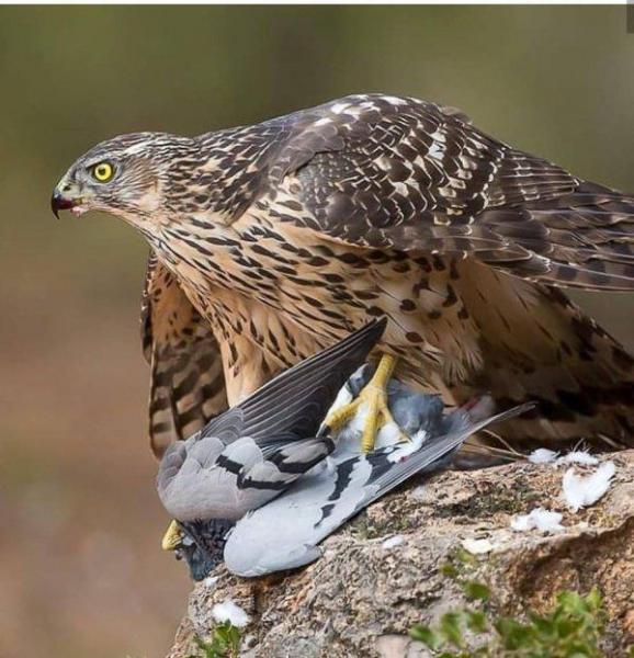 Rapace en pleine action