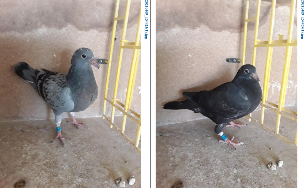 Screenshot 2021 04 11 zimbra