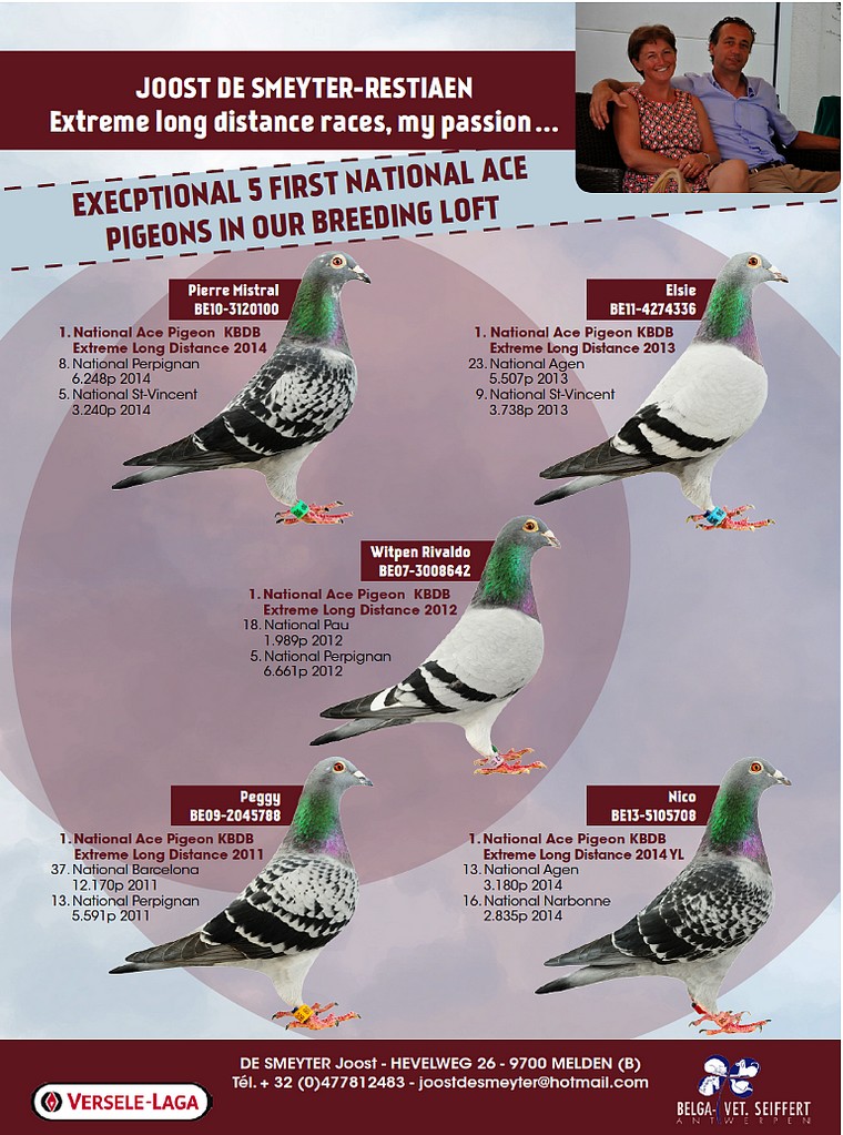 Top pigeon de smeyter restiaen